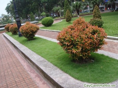 Cây Hồng Lộc được trồng trong công viên 