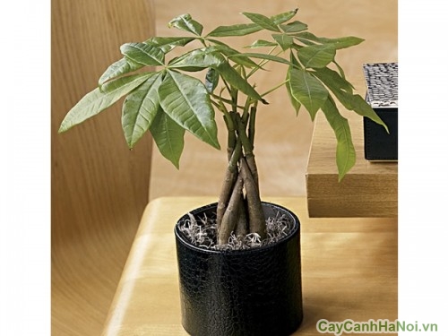 Cây Kim Ngân xoắn có thể được coi như một bonsai để bàn 
