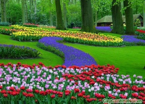 Vườn hoa Tulip trong sân vườn biệt thự 