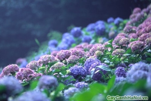 Hoa trong sân vườn biệt thự ở Nhật 