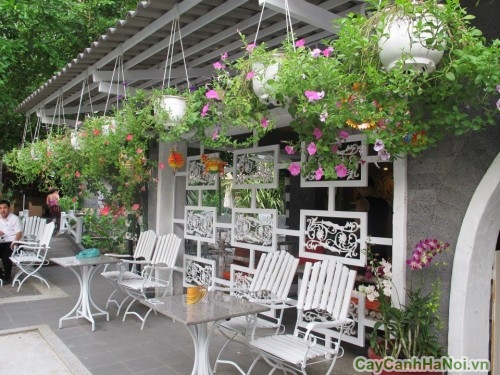 Sân vườn quán cafe dành cho người yêu hoa 