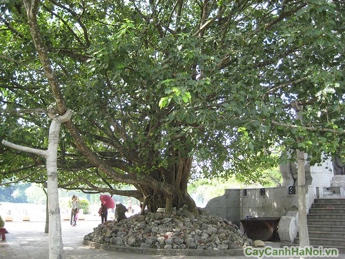 Cây Bồ Đề thường được trồng tại nơi đền chùa tĩnh lặng 