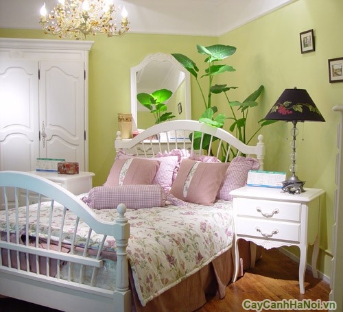 Cần chọn cây cảnh phù hợp đặt trong phòng ngủ sẽ có lợi cho sức khỏe