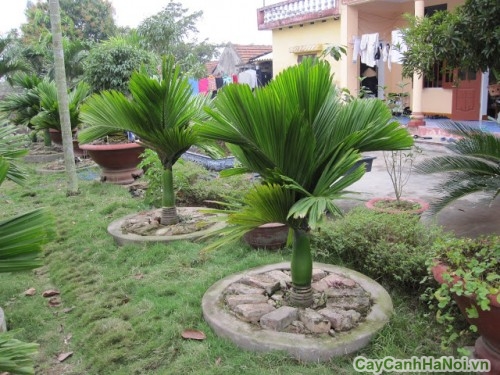 Cây Cau Lùn trồng tại bồn trong vườn