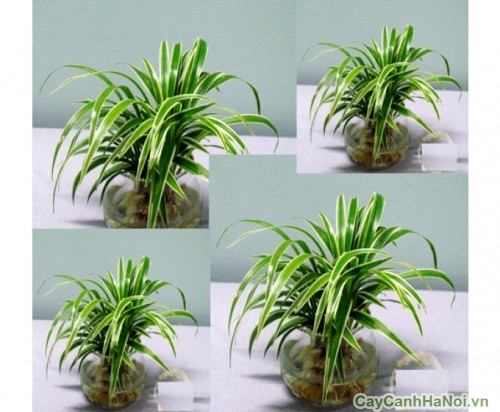 Cây cỏ Lan Chi dùng trang trí nội thất 