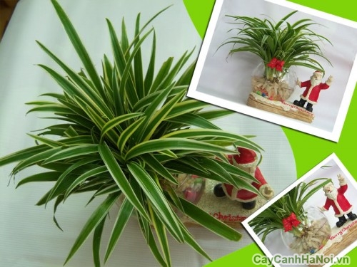 Cây cỏ Lan Chi được dùng làm quà tặng xinh xắn 