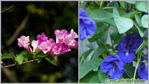 Cây hoa Đậu Biếc với màu xanh tươi mát
