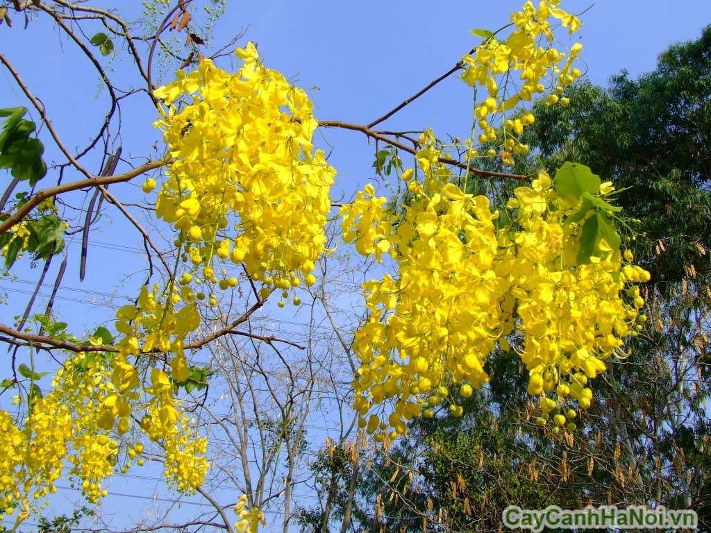 Hoa cây điệp vàng nở vào tháng 5-8 hoa nở thành chùm có màu vàng rực rỡ