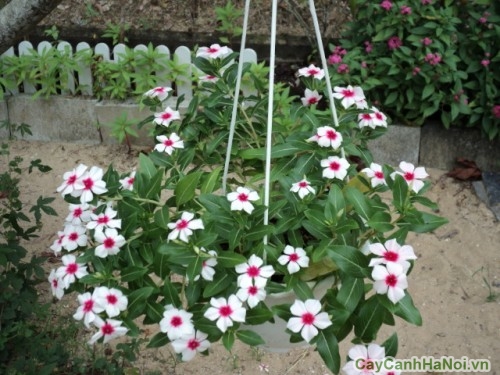 Trang trí tiểu cảnh sân vườn với hoa Dừa Cạn 