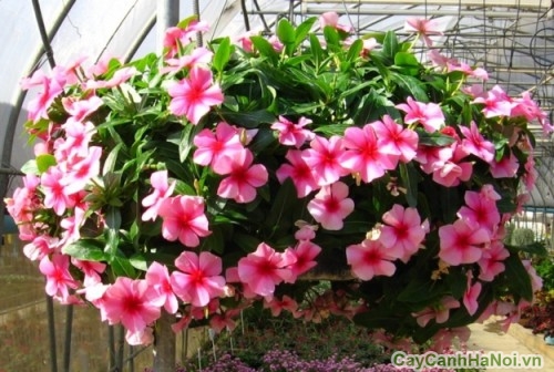 Hoa Dừa Cạn tô điểm khu vườn với màu sác tươi thắm 