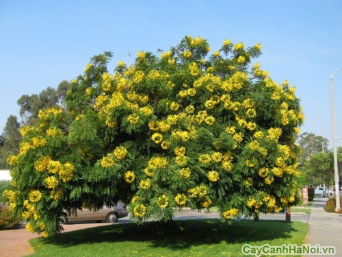 Cây hoa vàng anh còn được gọi là cây Vô ưu, là cây đặc trưng của Đạo Phật