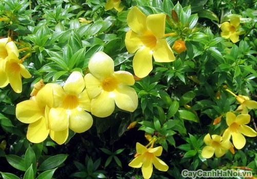 Hoa Huỳnh Anh vàng trong nắng 