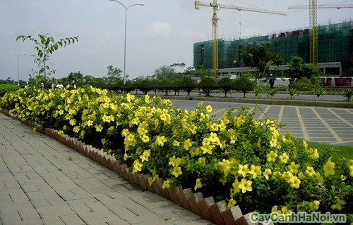 Hoa Huỳnh Anh cũng đừng trồng làm viền ở các bồn cây 
