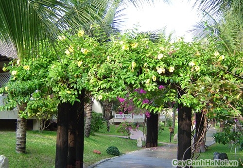 Cây hoa Huỳnh Anh trong sân vườn biệt thự 