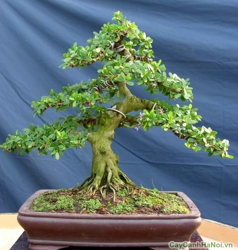 Cây Linh Sam bonsai 