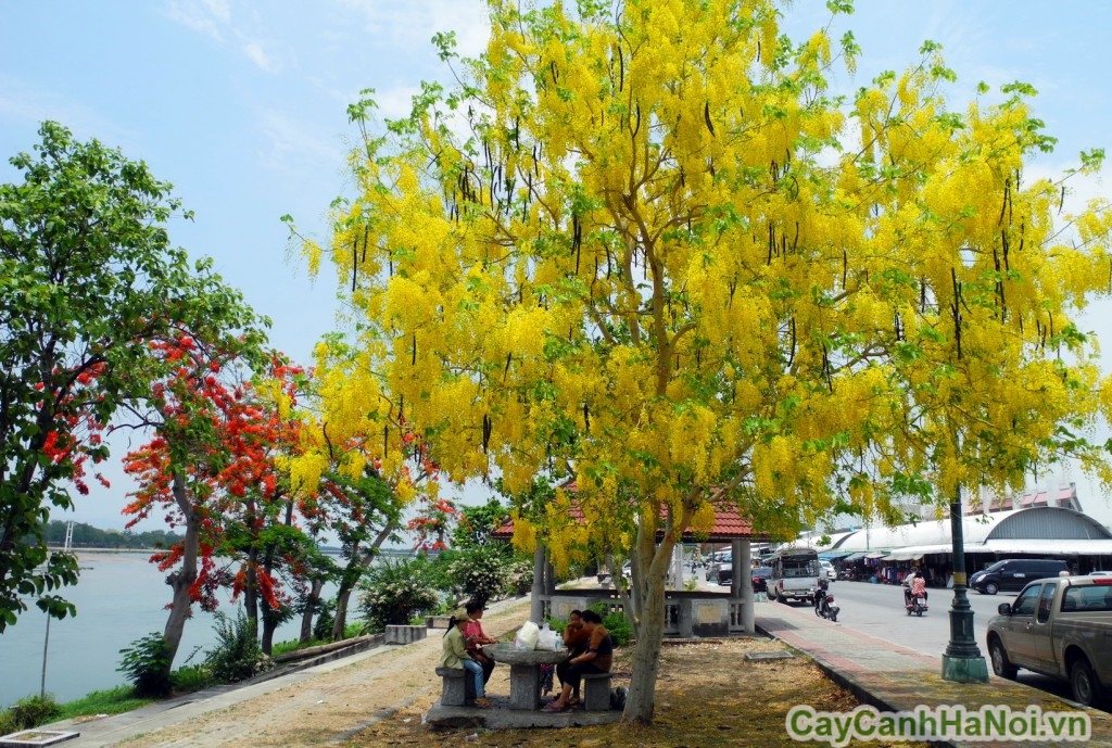 Cây Osaka có tán lá rộng, hoa đẹp đặc sắc, được dùng làm cây cảnh