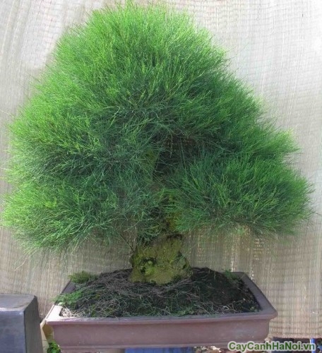 Cây Phi Lao bonsai 