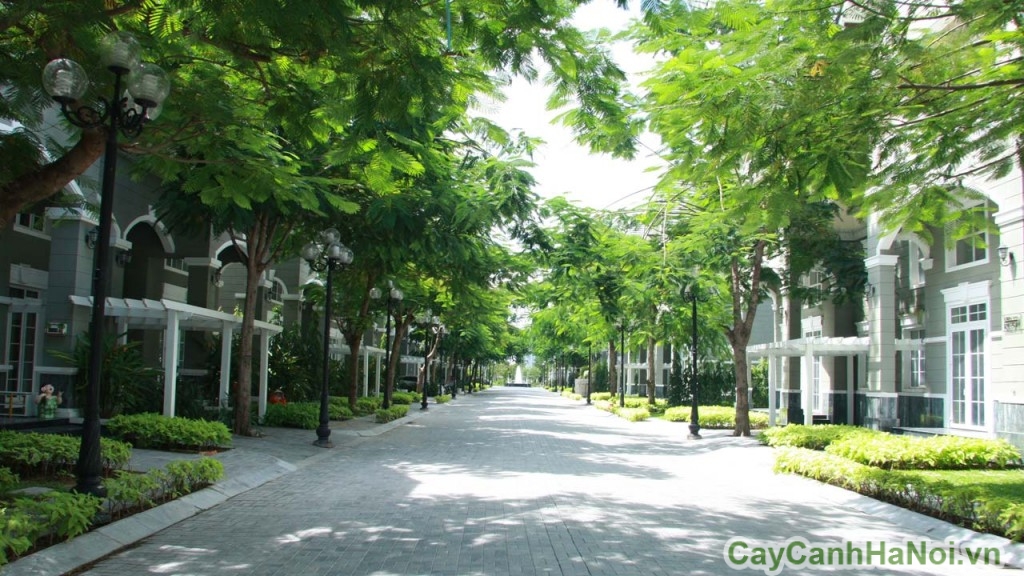 Cây xanh đô thị tạo một môi sinh tốt cho con người