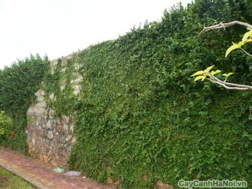 Tạo vườn tường đẹp với dây Thằn Lằn 