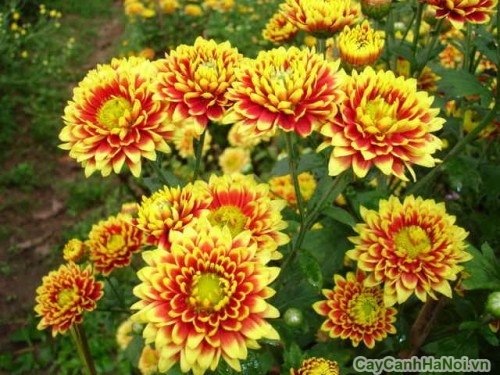 Hoa Cúc Đà Lạt với sự hòa trộn giữa màu sắc đỏ và vàng