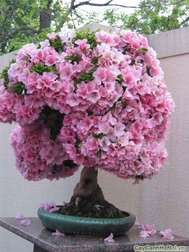 Cây hoa Đỗ Quyên bonsai 