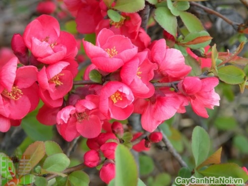 Hoa Hải Đường màu hồng ngọt ngào