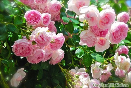 Những bông hoa hồng leo phớt hồng tạo vẻ thanh nhã cho khu vườn 