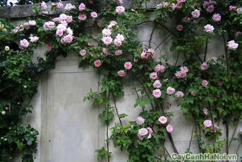 Hoa hông leo phớt hồng trên tường