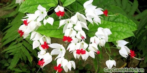 Thỏa sức sáng tạo sân vườn với hoa Ngọc Nữ trắng