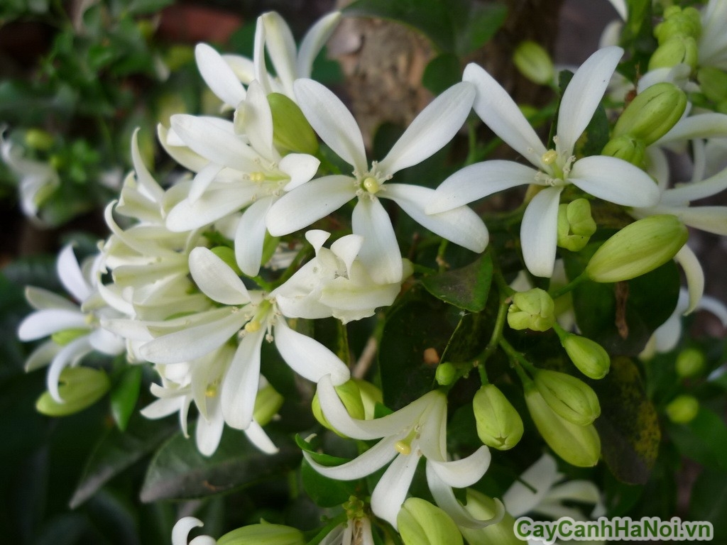Hoa nguyệt quế có màu trắng và hương thơm dịu