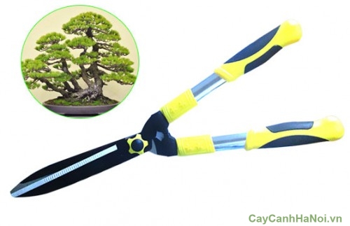 Kéo cắt tỉa cây cảnh giúp tỉa những dang cây bonsai đẹp