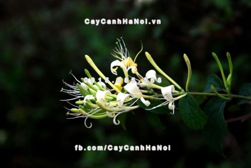 3-cay-canh-tieu-bieu-cho-gia-chu-menh-kim-1