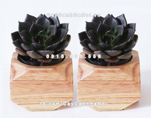 3-loai-cay-canh-giup-gia-chu-menh-moc-sinh-vuong-tai-phu-quy-1