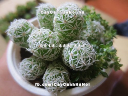 3-loai-cay-canh-giup-gia-chu-menh-moc-sinh-vuong-tai-phu-quy-2