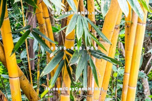 yellow trunk bamboo in tropical forest,shallow focus