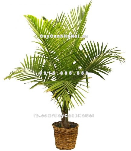 lua-chon-cay-trong-trong-nha-hop-voi-nguoi-menh-moc-1