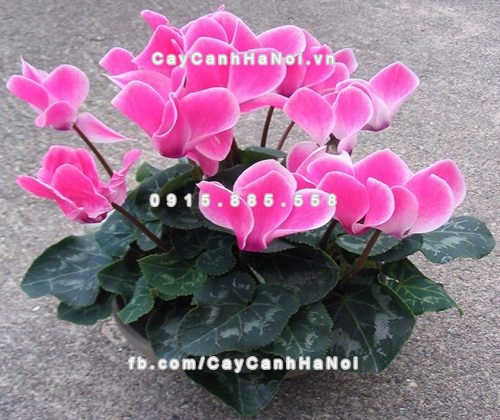 nguoi-menh-hoa-hop-voi-loai-cay-canh-nao-1