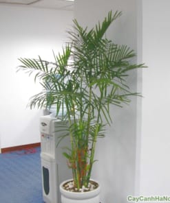 cây Cau Hawai 3 cau hawai 2