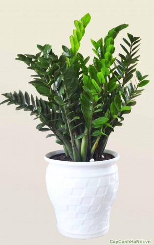 cây xanh nội thất