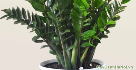 cây xanh nội thất