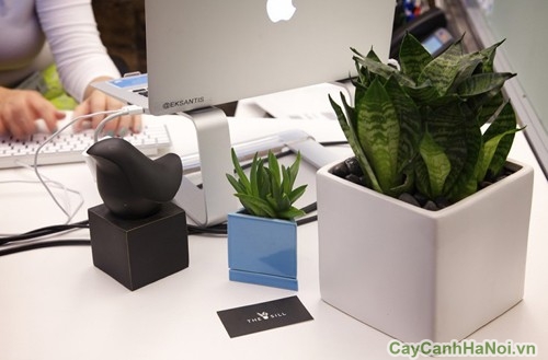 cay canh van phong 4
