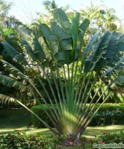 Cây Chuối Rẻ Quạt 1 cay chuoi re quat 2