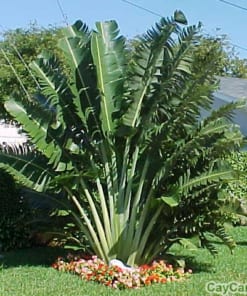 Cây Chuối Rẻ Quạt 2 cay chuoi re quat 3