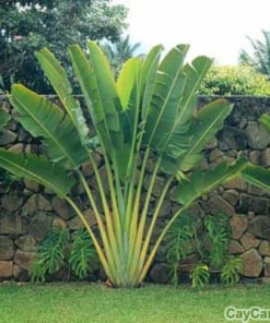 Cây Chuối Rẻ Quạt 4 cay chuoi re quat 4