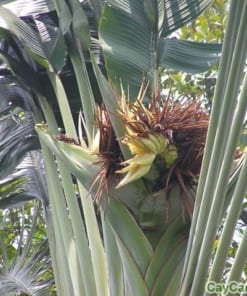 Cây Chuối Rẻ Quạt 3 cay chuoi re quat 5