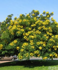 Cây Chuông Vàng 1 cay chuong vang 2