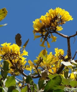 Cây Chuông Vàng 4 cay chuong vang 3