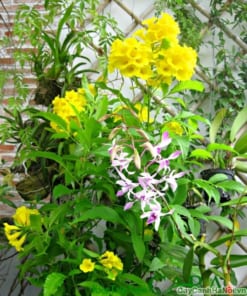 Cây Chuông Vàng 3 cay chuong vang 4