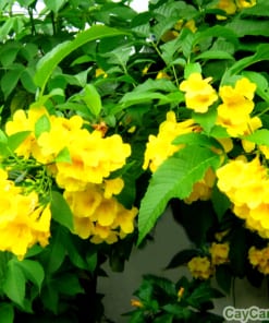 Cây Chuông Vàng 2 cay chuong vang 5