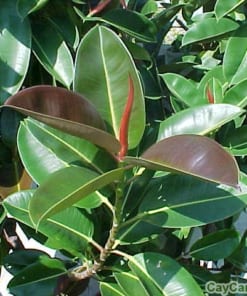 Cây Đa Búp Đỏ 4 cay da bup do 1